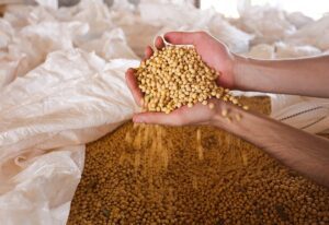 blog 1 Inteligência Artificial No Campo: Como O Xarvio Timing De Aplicação Está Aumentando A Produtividade Agrícola