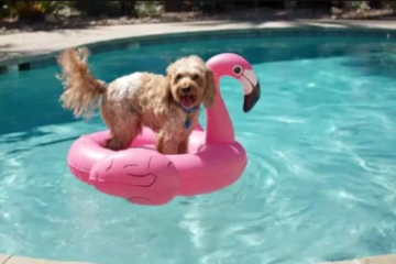 Google lança nova inteligência artificial geradora de vídeos: Veo 2 - Notícias de Três Lagoas