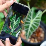 Descubra como identificar plantas pelo celular sem instalar de aplicativos extras