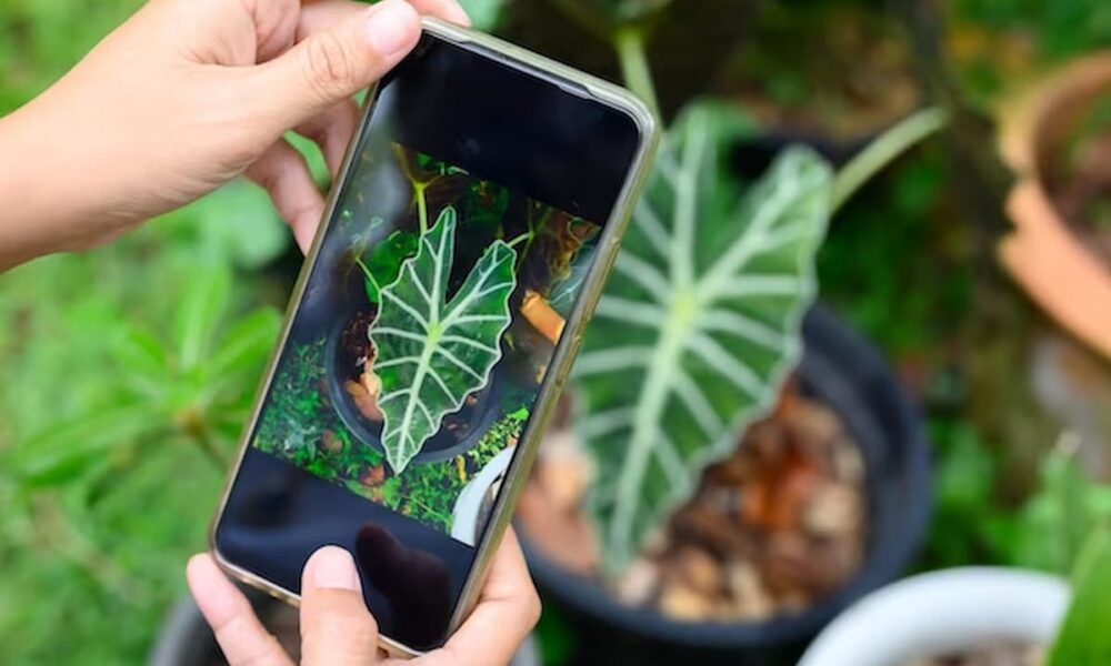 Descubra como identificar plantas pelo celular sem instalar de aplicativos extras