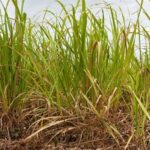 Inteligência artificial aliada a produção de cana-de--açúcar: entenda