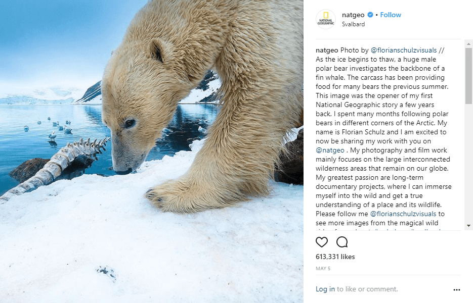 Postagem da National Geographic Instagram de um urso polar