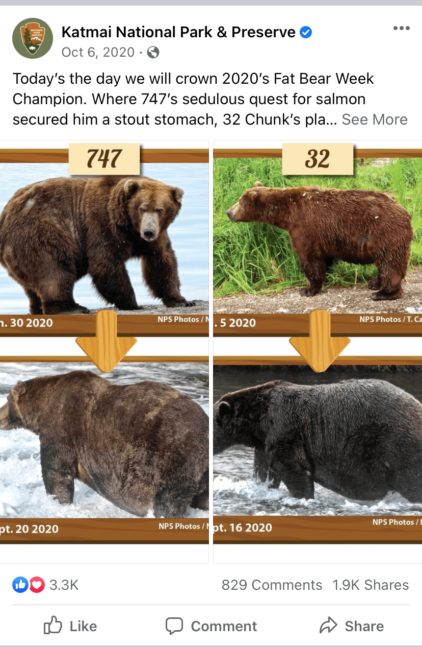 Um post do Katmai National Park & ​​Preserve colocando dois ursos um contra o outro para a competição da Fat Bear Week