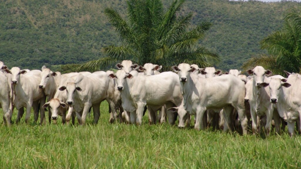 Nelore e IA: a ultrassonografia que revoluciona a genética da raça