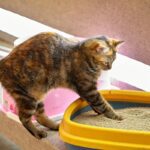 Inteligência artificial prevê doenças em gatos a partir de suas caixas de areia | Inteligência Artificial