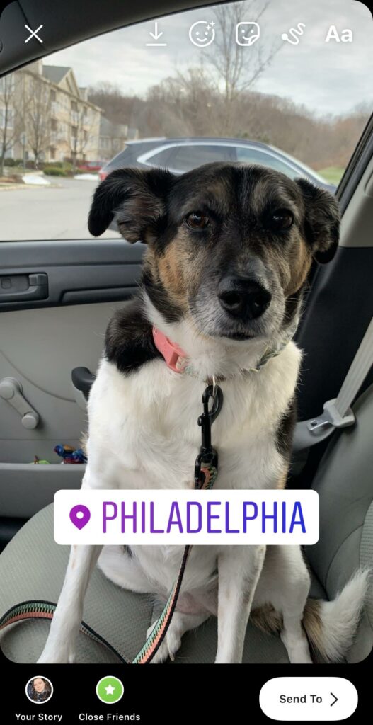 Exemplo de etiqueta de localização na foto de um cachorro